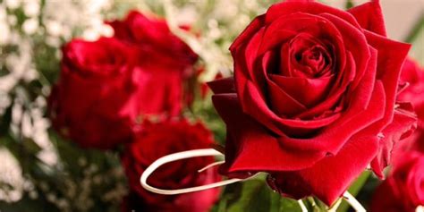 the bachelor betting odds
